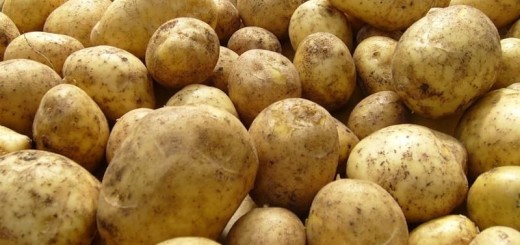 Картошка на продажу
